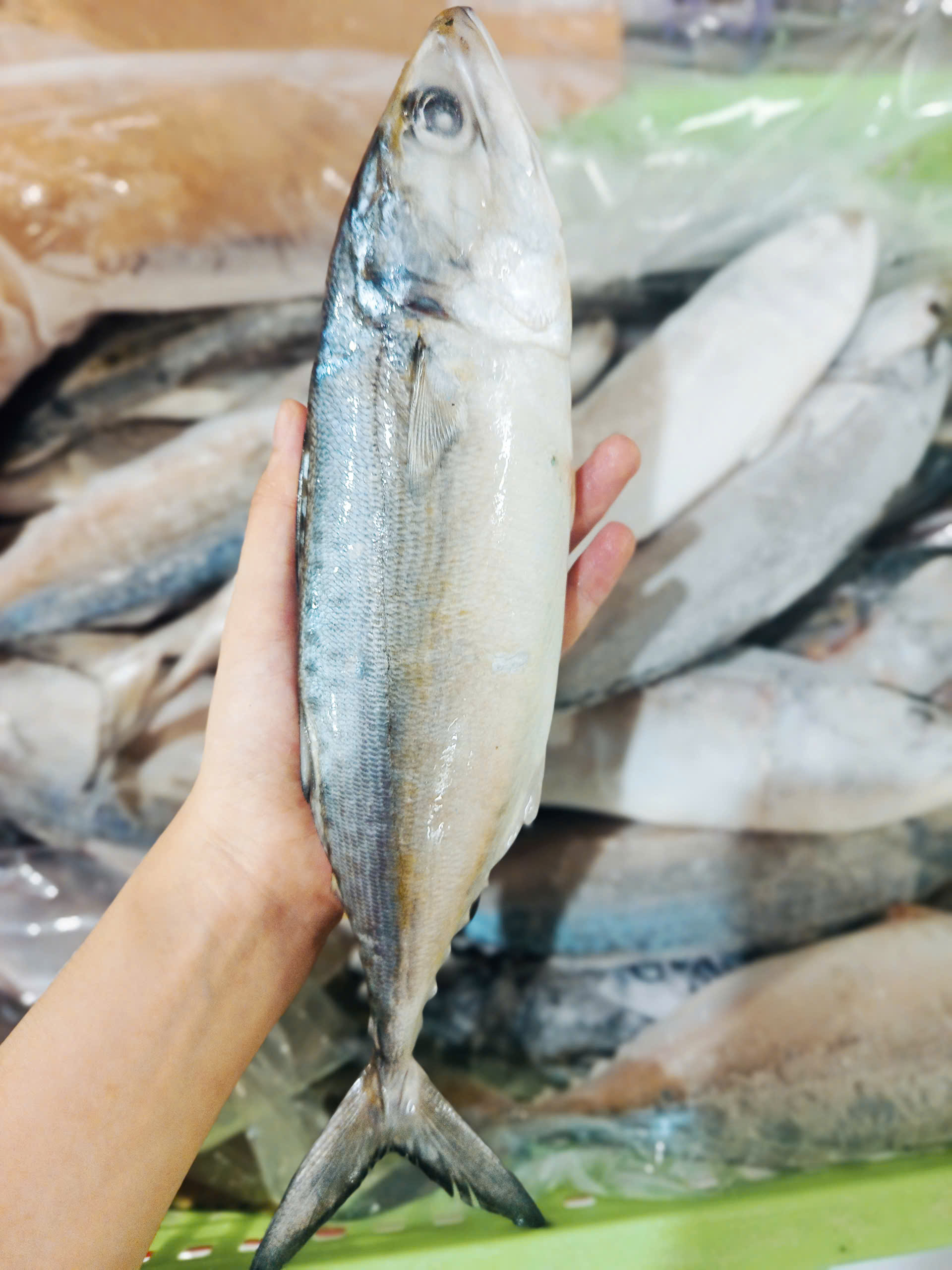 CÁ BẠC MÁ - A - XK - THÙNG 10KG - NET 10