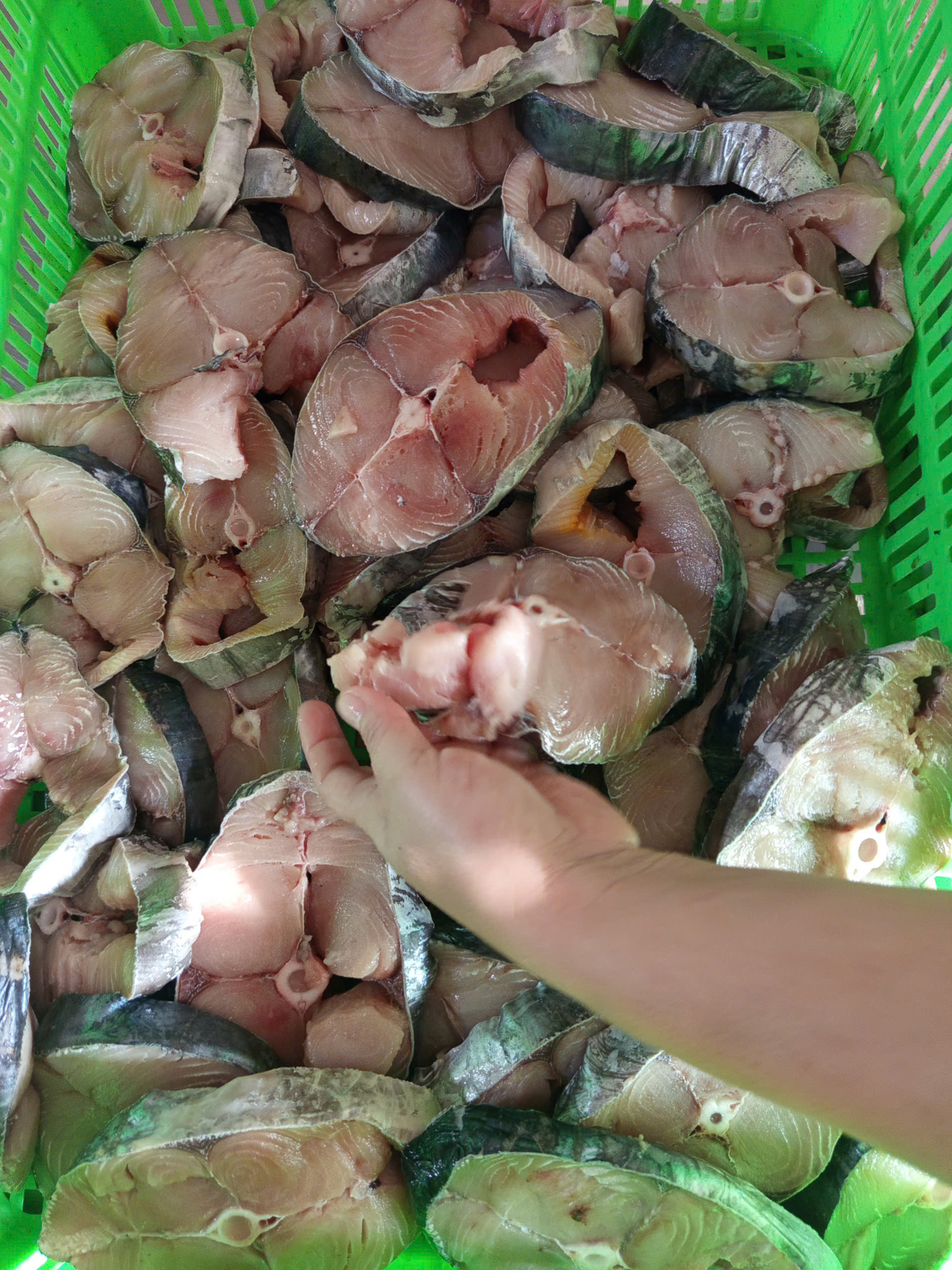 CÁ THU TƯƠI BỂ CHƯA TẨM ỚT - A - NĐ - THÙNG 12KG - NET 10