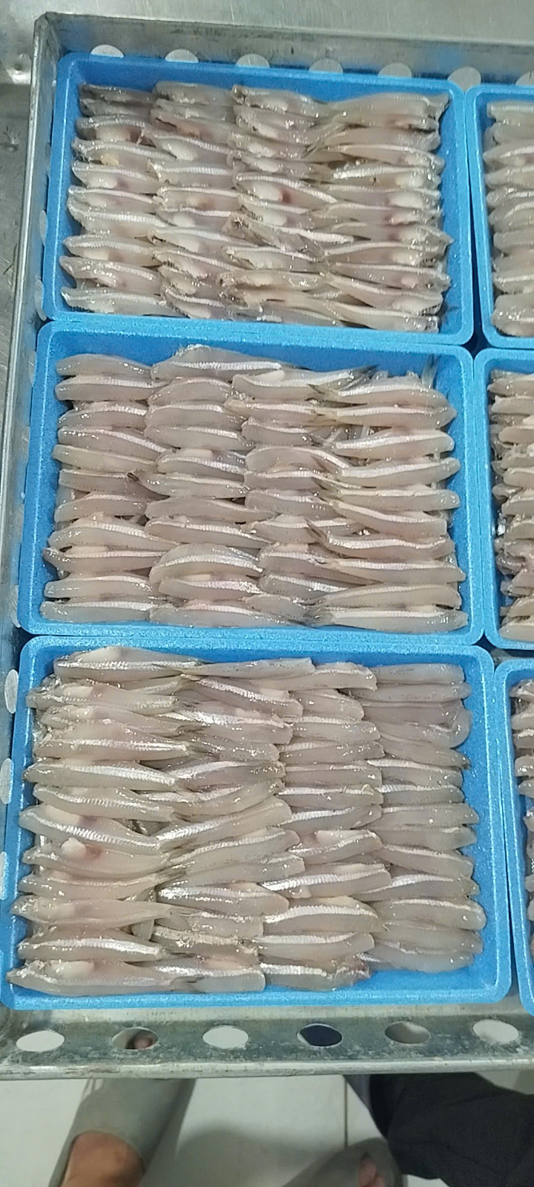 CÁ CƠM TRẮNG - A - THÙNG 40 KHAY