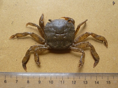 RẠM  - A - NĐ - SIZE10GRAM UP - THÙNG 9KG NET