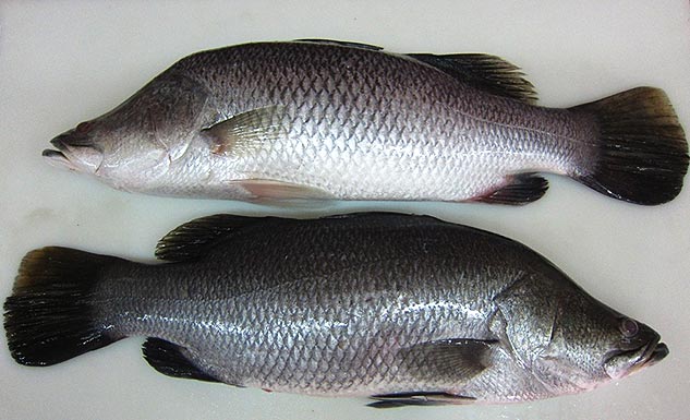 CÁ CHẼM NC - A - XK - THÙNG 18KG - NET 9