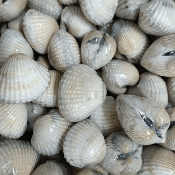 SÒ HUYẾT NC - A - SIZE 80/100 - BAO 12KG - NET 90%