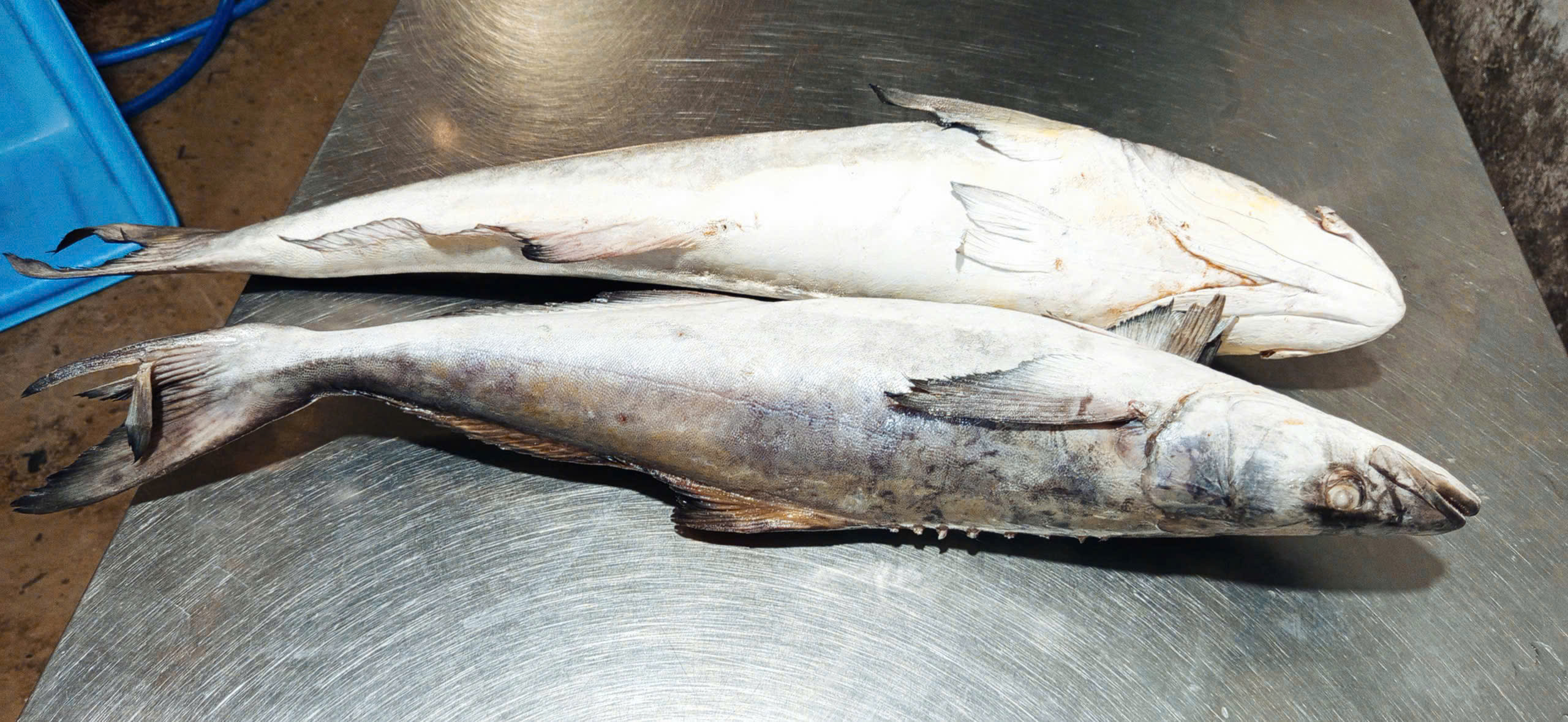 CÁ BỚP NC - A - NĐ - SIZE 3KG UP - NET 10 (ĐÓNG BAO)