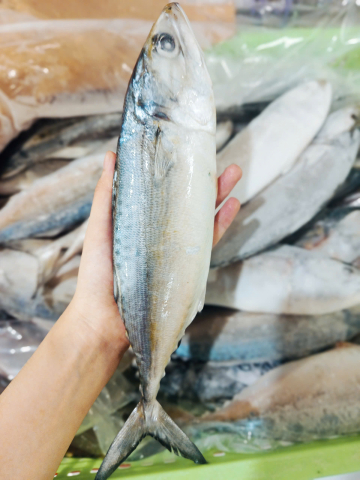 CÁ BẠC MÁ - A - XK - THÙNG 10KG - NET 10