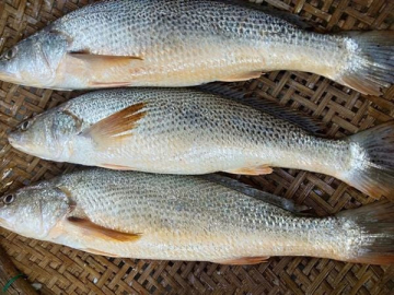 CÁ ĐÙ 1 NẮNG TẨM DẦU - A - XK - THÙNG 15KG - NET 10