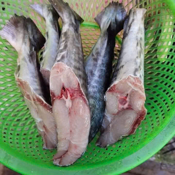 ĐUÔI CÁ THU - A - NĐ - BAO 15KG - NET 10