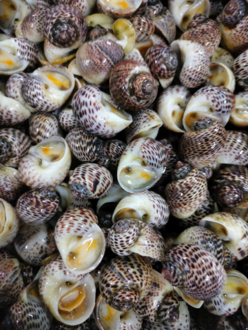 ỐC BÔNG NC - A - SIZE 150/200 - THÙNG 12KG - NET 100%