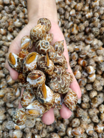 ỐC HƯƠNG NC - B - NĐ - SIZE 50/80 U/S - THÙNG 12KG - NET 90%