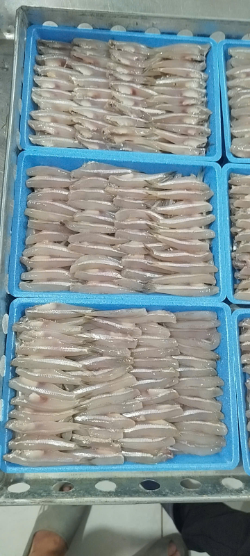 CÁ CƠM TRẮNG - A - THÙNG 40 KHAY