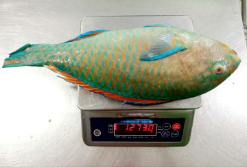 CÁ MÓ NC - A - XK - SIZE 1500 UP - THÙNG 18KG - NET 8