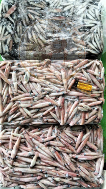 MỰC GHIM LỚN - A - NĐ - BLOCK - CÂN KG/THÙNG - NET 10
