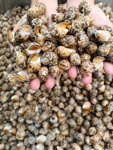 ỐC HƯƠNG NC - A - SIZE 150/200 - XK - BULK - THÙNG 12KG - NET 90%