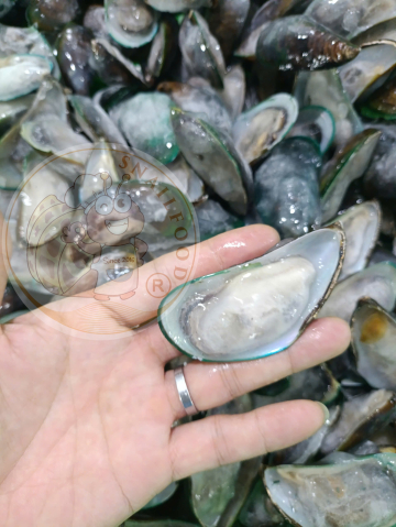 VẸM XANH NỬA MẢNH - A - SIZE 30/40 - NĐ - THÙNG 20KG - NET 60%