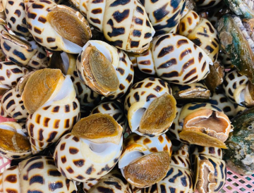 ỐC HƯƠNG VN - A - XK - THÙNG 20KG - NET 90%