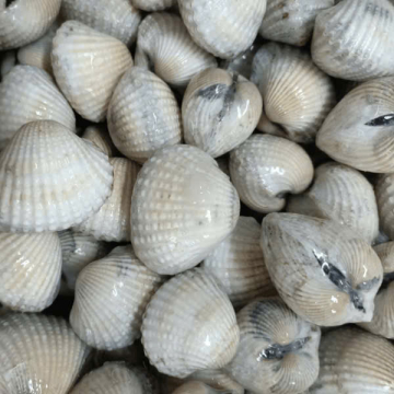 	SÒ HUYẾT NC - A - SIZE 80/100- XK - THÙNG 20KG - NET 10