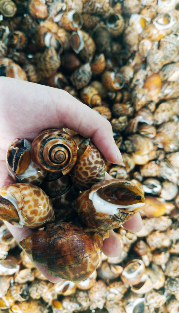 	ỐC HƯƠNG VỎ RÁM - A - SIZE 30/50 - XK - THÙNG 12KG - NET 90%