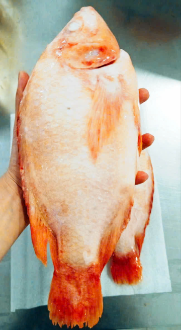 CÁ ĐIÊU HỒNG - A - XK - SIZE 750/850 - THÙNG 20KG - NET 9,5